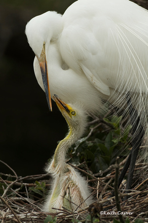 Great Egret with chick