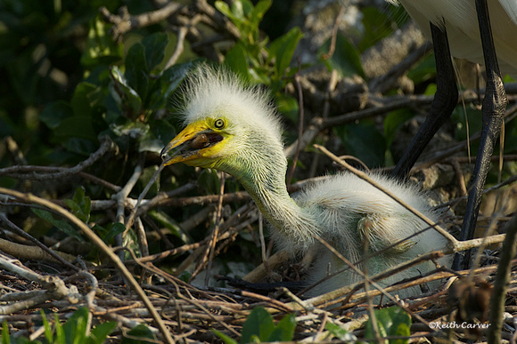 Great Egret chick