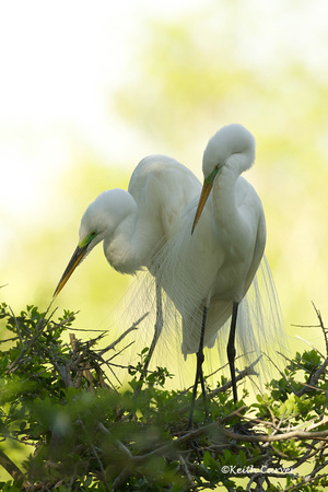Great Egrets, nesting pair