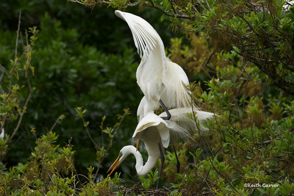 mating Great Egrets
