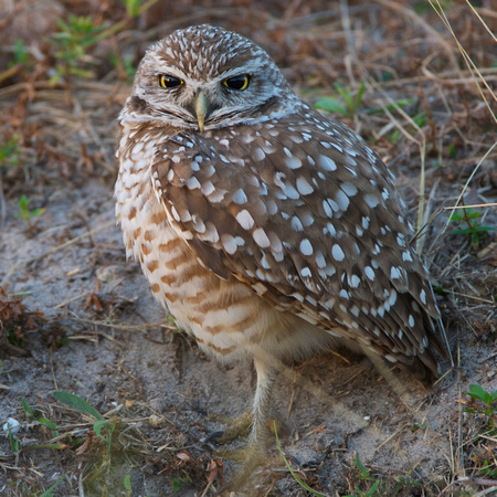 Burrowing owl, Florida race