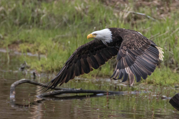 Bald Eagle, wings down, Anchor Point