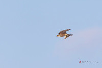 Merlin with Snow Bunting prey
