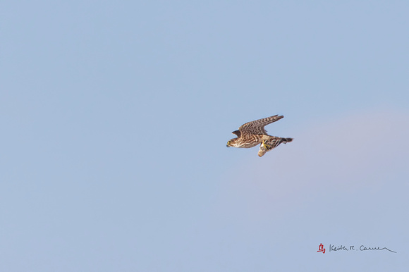 Merlin with Snow Bunting prey