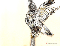 Rough-legged Hawk, illustration art from photo