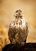 Rough-legged Hawk, light morph, screaming