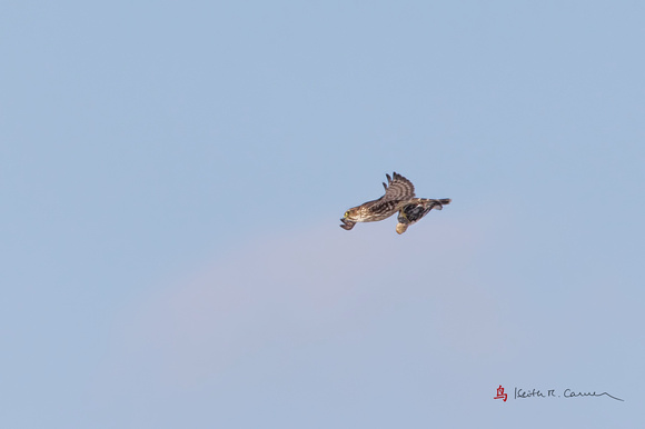 Merlin with Snow Bunting, No. 2