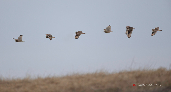 Short-eared Owl flight sequence