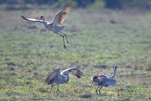 Sandhill Cranes in territorial dispute