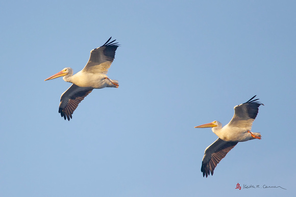 American Pelicans