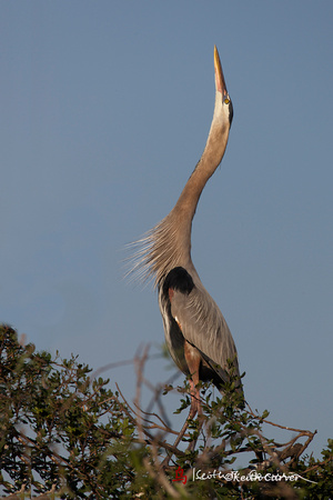 Great Blue Heron sky-pointing