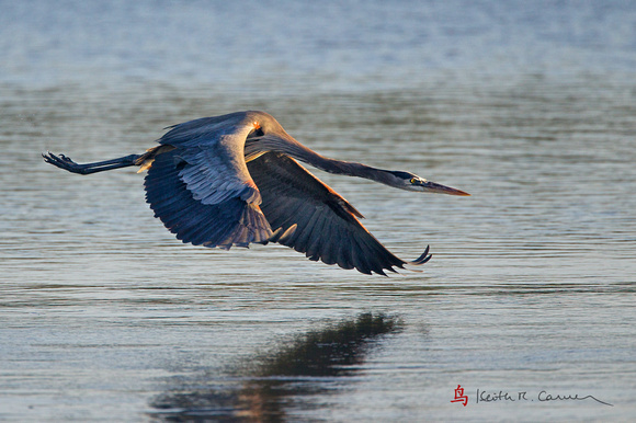 Great Blue Heron in attack mode