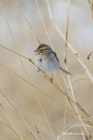 Clay-colored Sparrow - AV Rd. 1-4-13