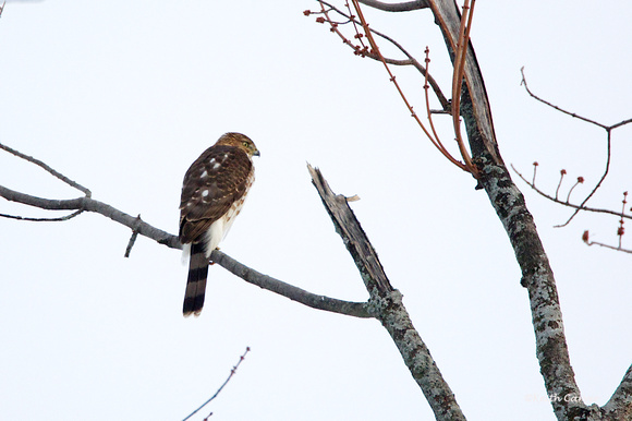 Coopers Hawk - South Maple St. 1-4-13