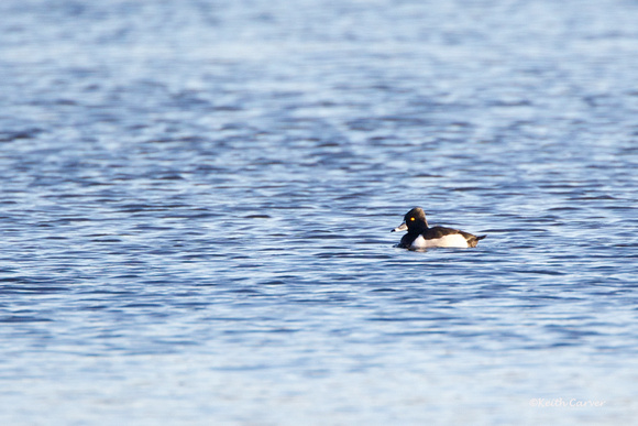 Ring-necked Duck - Turners canal 2-6-13