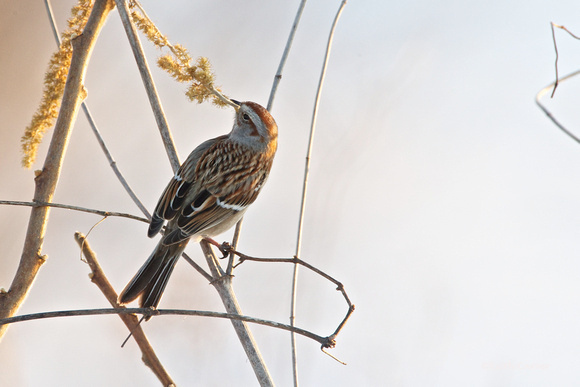 Am. Tree Sparrow - TransferStnRd 2-10-13