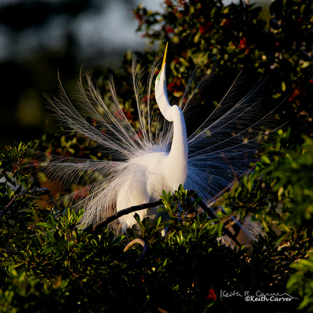 Great Egret, breeding plumage, displaying