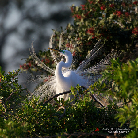 displaying Great Egret, breeding plumage