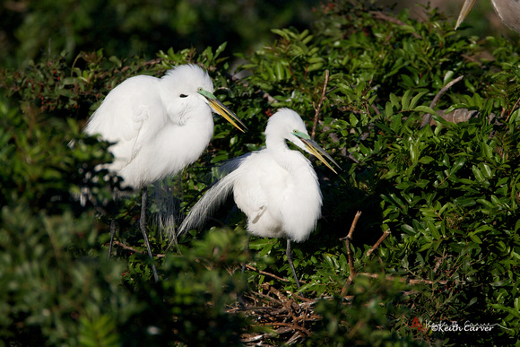 Great Egrets, breeding plumage
