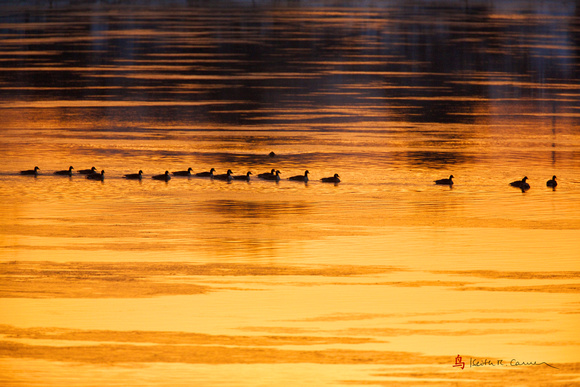 Canada Geese on Connecticut River at dawn