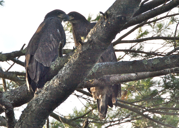 Eaglets near nest