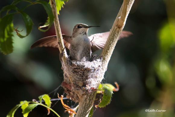 Costa's Hummingbird, adult female on nest