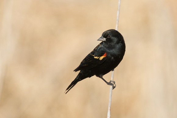 Red-winged Blackbird, adult male
