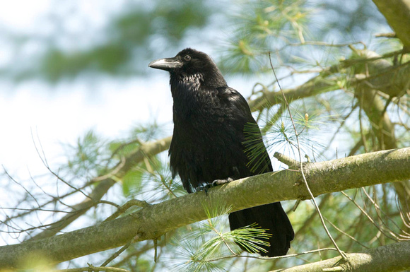 Adult Raven (female)