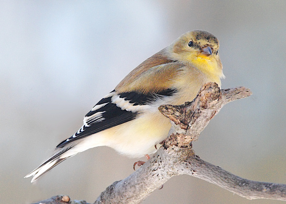 American Goldfinch, winter plumage
