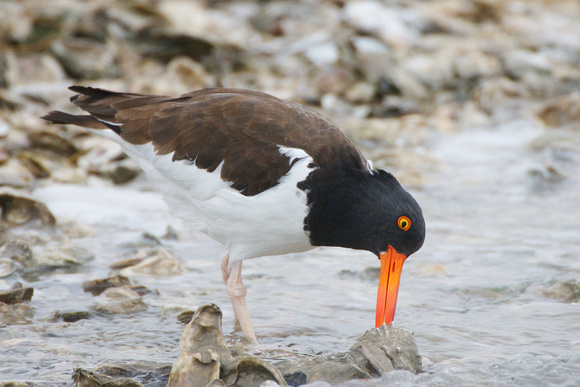 American Oystercatcher opening an oyster