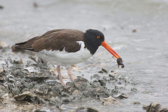 American Oystercatcher with extracted oyster