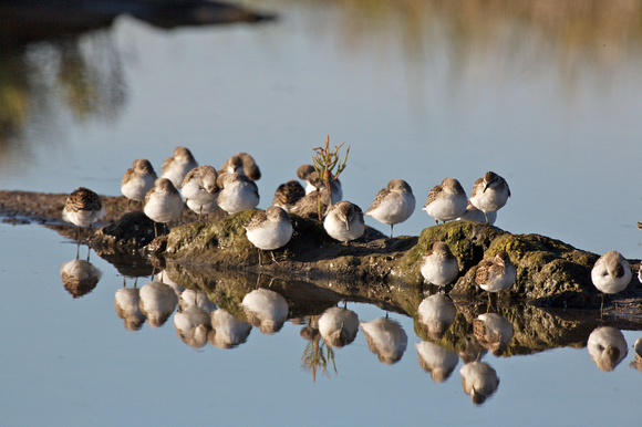 Semipalmated sandpipers, roosting