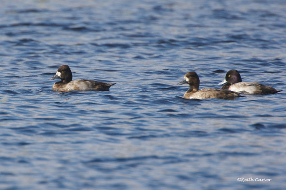 Lesser Scaup, drake and hens, non-breeding plumage