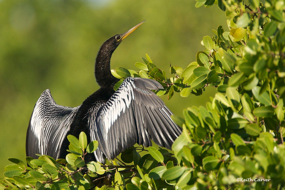 Anhinga male, drying wing feathers