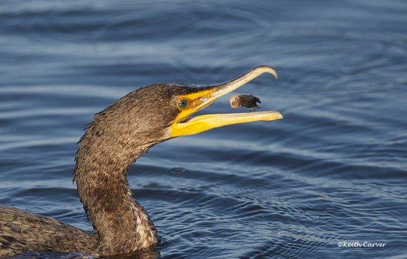 Double-crested Cormorant with prey