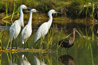 Snowy Egrets and Glossy Ibis