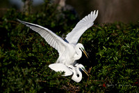 Great Egrets mating