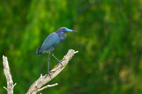 Little Blue Heron, breeding plumage