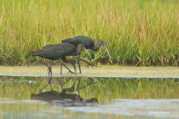 Glossy ibis, nonbreeding plumage