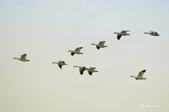 Snow geese Vee formation