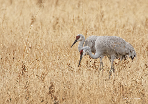 Sandhill Cranes foraging