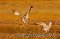 Male Sandhill Crane in courtship display