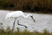 Whooping Crane with Blue Crab