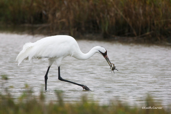 Whooping Crane with Blue Crab