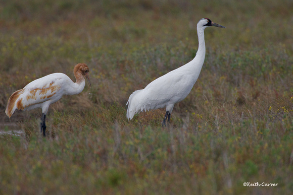 Whooping Crane and Juvenile
