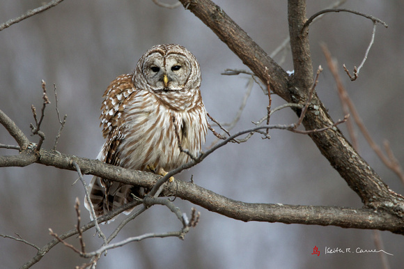 Barred Owl, Amherst, 2-6-13
