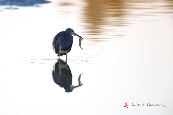 Tricolored Heron with shrimp