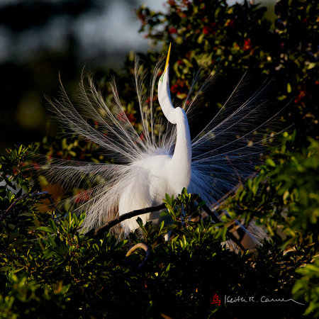 Great Egret, breeding plumage, displaying