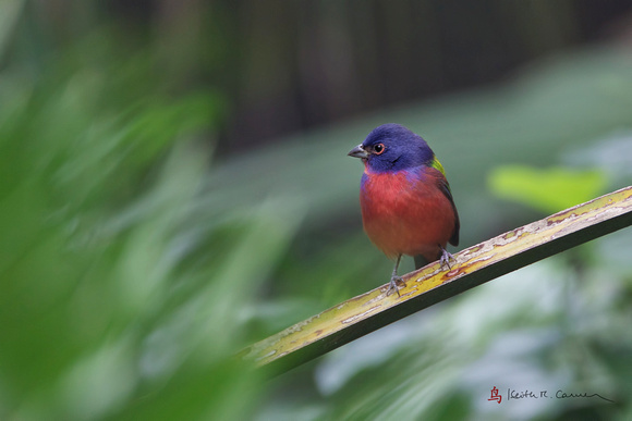 Painted Bunting, adult male
