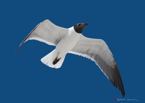 Laughing Gull, near-breeding plumage